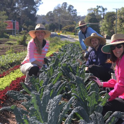 four people squat next to a row of dark green leafy plants in a vegetable garden